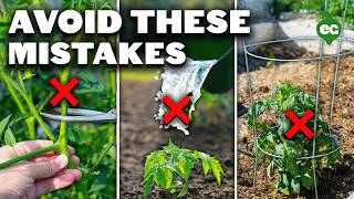 5 Tomato Grow Mistakes To Avoid [upl. by Nylyaj]