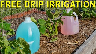 How To Build A FREE DIY Garden DIP IRRIGATION System With Milk Jugs [upl. by Sugar]