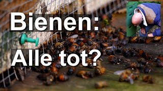 Bienen alle tot Ende Dezember Was ist da los Kontrolle der Völker nach Rückkehr aus Madeira [upl. by Kronfeld]