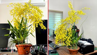 Flower Orchid Oncidium Beautiful is like flock butterflies indoor [upl. by Urbanna]