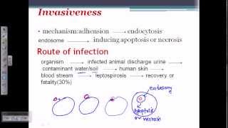 Leptospira pathogenesis [upl. by Isoj568]