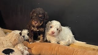 Lagotto Romagnolo Ein freundlicher und typischer Wasserhund [upl. by Ellinej]