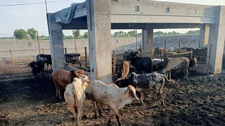 Cattle Farming In Pakistan  Janwaron ka Wieght Kisy Karty Hain What is Meat And Live Weight [upl. by Gauntlett]