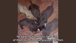 He tried to save these puppies but the owner said no until finally this happened [upl. by Airpac639]