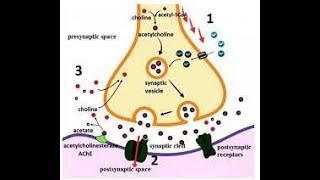 Acetylcholine Synthesis amp Transport [upl. by Ennayar349]