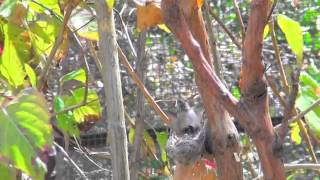 Collecting the Sonoran Blue Butterfly [upl. by Grefe678]