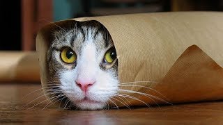 Funny Cats Compilation Most Popular Part 2 [upl. by Aerdnna211]