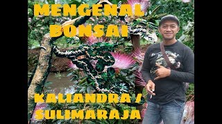 BONSAI KALIANDRA SURINAMESIS  SULIMARAJA [upl. by Arakawa]