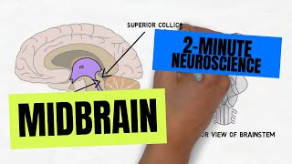 2Minute Neuroscience Midbrain [upl. by Yecniuq]