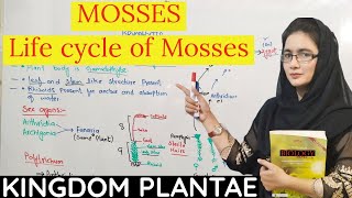 Life cycle of Mosses  Mosses class 11  Bryopsida  fsc biology  UrduHindi [upl. by Selina]