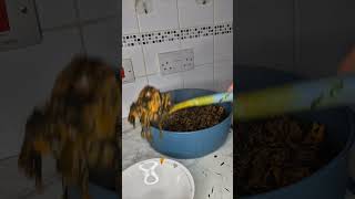 Yoruba Girl Cooks Ofe Owerri Soup For The First Time youtubeshorts ofeowerri nigerianfood [upl. by Elocen]