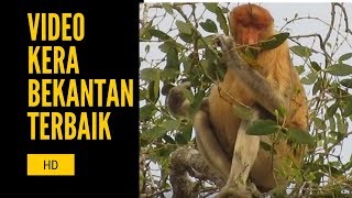 bekantan Proboscis Monkey [upl. by Fernando]