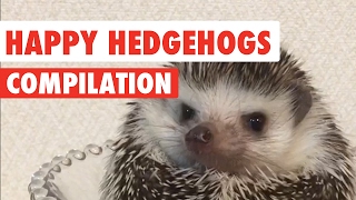 Happy Hedgehogs Cute Pet Video Compilation 2017 [upl. by Haroved339]