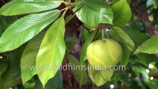 Chalta tree Dillenia indica or Elephant apple [upl. by Noicnecsa]