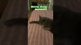 life funnyanimals loop funny satisfyingloop animallover cat meow [upl. by Xirdnek964]