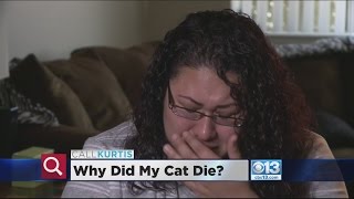 Call Kurtis Groomer Cremated My Cat Before I Could Find Out Why She Died [upl. by Letnwahs]