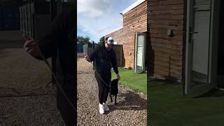 DOG TRAINING TIPS 🚨dog ddk9 dogtraining reels dogsofinstagram viralvideo dogbehavior viral [upl. by Ahsino]