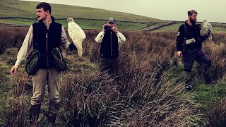 Hunting with Gos Hawk amp Gyr x Saker Falcon in Yorkshire UK [upl. by Draned]