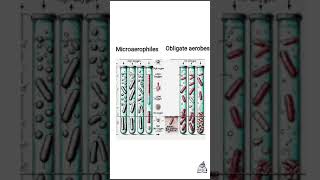 Classification of bacteria based on oxygen requirements shorts [upl. by Cazzie540]