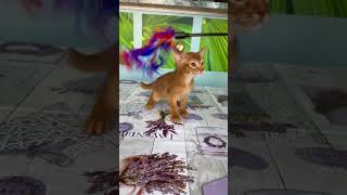 Charming Abyssinian Kitten Damasc [upl. by Eilyr701]