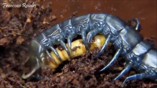 Feeding Euathlus Bothriurus and others [upl. by Cordelie]