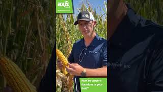 How to prevent fusarium in your field [upl. by Wolpert]