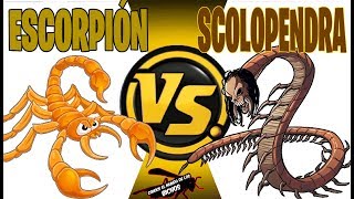 ESCORPIÓN VS SCOLOPENDRA  ROUND 1 [upl. by Jena781]