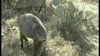 Javelina [upl. by Alvarez]