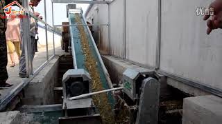 poultry farm manure belt removal conveyor [upl. by Llerrej]