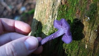 Amethyst deceiver Laccaria amethystina [upl. by Letsirc531]