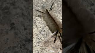 Pale Tussock Moth Caterpillar [upl. by Nnahgiel696]