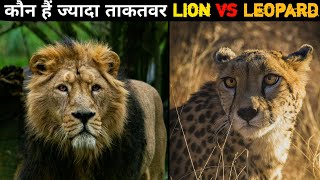 कौन है सबसे ताकतवर शेर या चीता Who is the most powerful lion or cheetah  lioncheetah facts [upl. by Cressler]