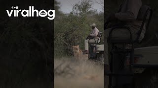 Lion Catches Safari Tracker By Surprise  ViralHog [upl. by Kcirdahs]