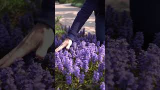 AJUGA GROUND COVER BUGLEWEED 🌿 Frankie Flowers [upl. by Odnomyar]