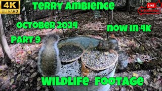 Wildlife Footage October 2024 Part 9 now in 4k [upl. by Frayda658]