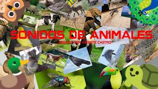 sonidos de animales onomatopeyas para niños parte 1 [upl. by Anirdna]