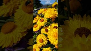 Yellow Strawflower flowers nature beautiful viralvideo viralshorts love inspiration [upl. by Emawk]