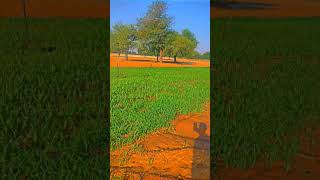 mahanati farmer hardwork farmer life [upl. by Giovanna]