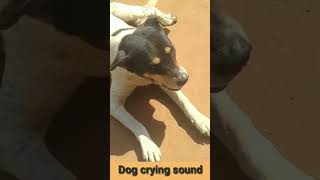 Growling dog sound effect६४kviralshorts [upl. by Giorgia]