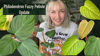 Philodendron Fuzzy Petiole Update [upl. by Conlen]