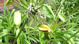 Agapanthus africanus Seed Pods  African Lily  HD 08 [upl. by Ahsinaw]