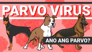 What is Parvo virus  Treatment and prevention  PH RED TV [upl. by Asir51]