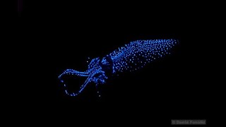 Bioluminiscencia Submarina Documental [upl. by Shapiro381]