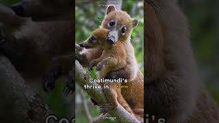 Coatimundi  Tales from the Wild [upl. by Lanza]