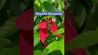 Beauty of Mussaenda [upl. by Anertac590]