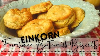 Farmhouse Buttermilk Biscuits with EINKORN  How to make Einkorn Flour Buttermilk Biscuits [upl. by Airdnala825]