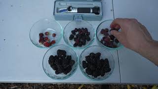 Comparing Blackberries Loganberries Tayberries and Marionberries [upl. by Eilsel]