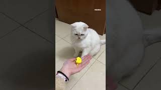 Cat Swats Away Egg Yolk [upl. by Suedama72]