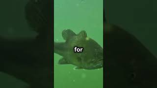 Do Bass Really Remember Here’s the Secret to Outsmarting Thembassfishingfishingvideofishbass [upl. by Ettezzil]