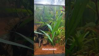 Planted Aquarium  aquarium fish fishtank shorts youtubeshorts [upl. by Apeed970]